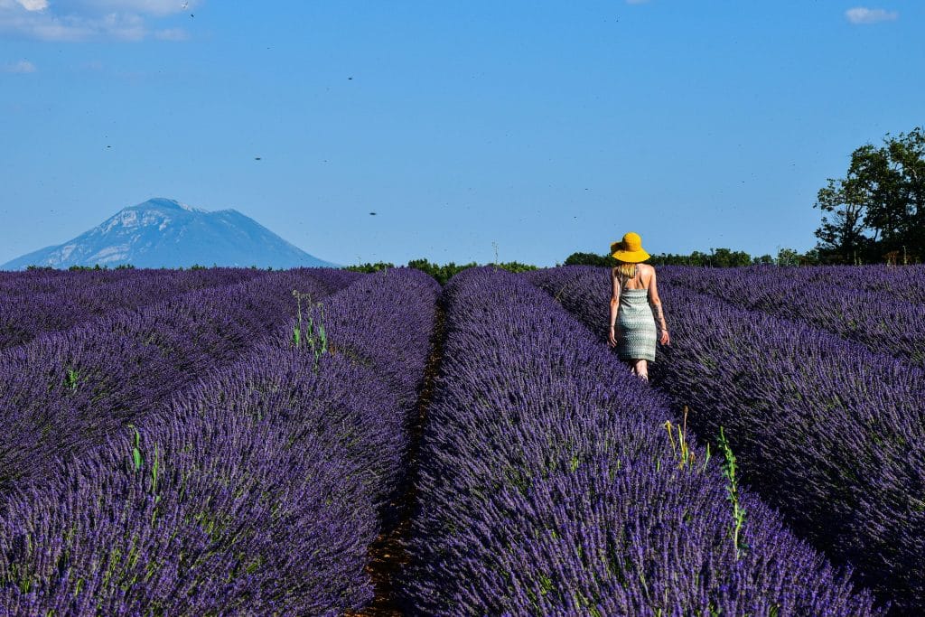 champs de lavande en Provence