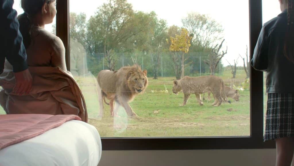 Dormir avec les lions à la Lumigny Safari Réserve